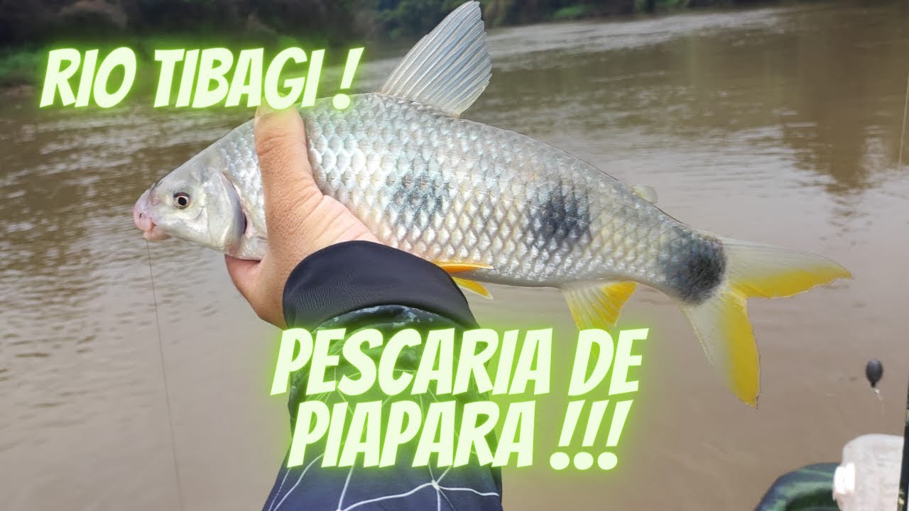 PESCARIA DE PIAPARA DE CAIAQUE!