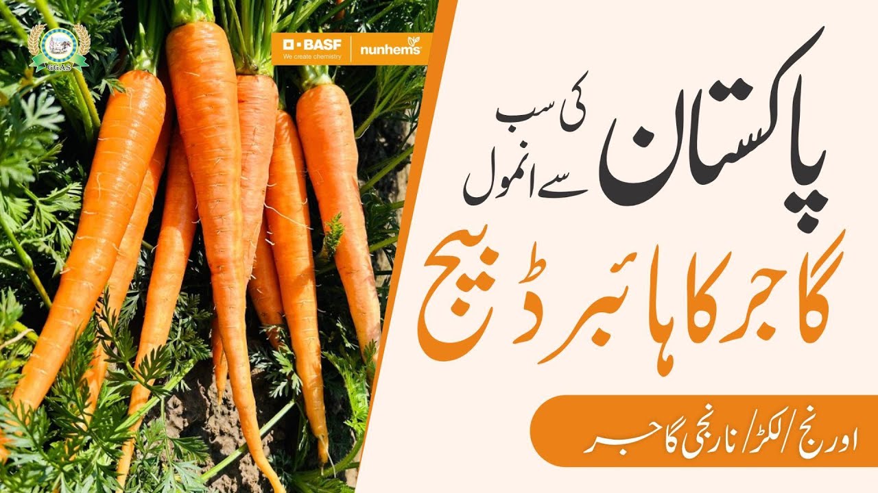 Growing Hybrid Carrots in Pakistan | TROOPER F1 vs. BULL DOG F1 | Top Varieties for High Yield!