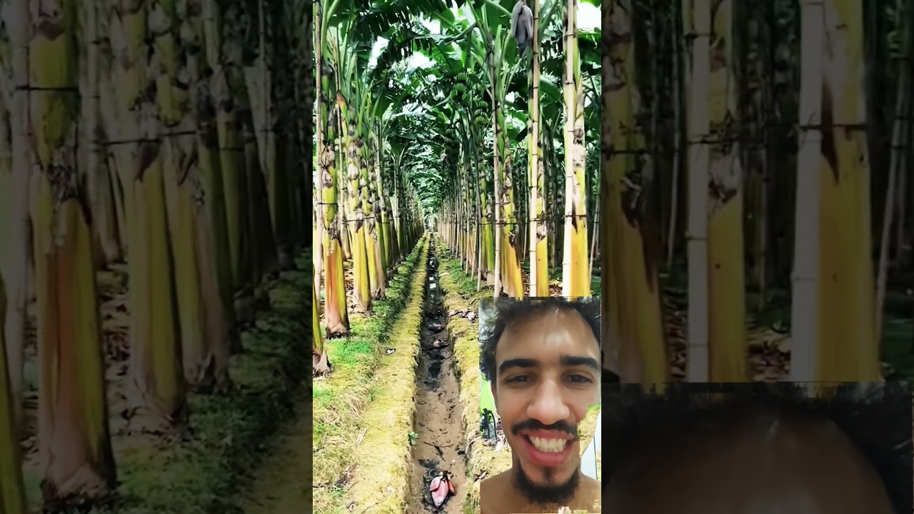 como produzir muita banana