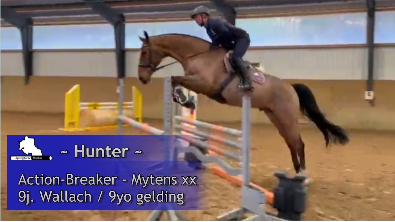 HUNTER ~ 9yo gelding by Action-Breaker - Mytens xx