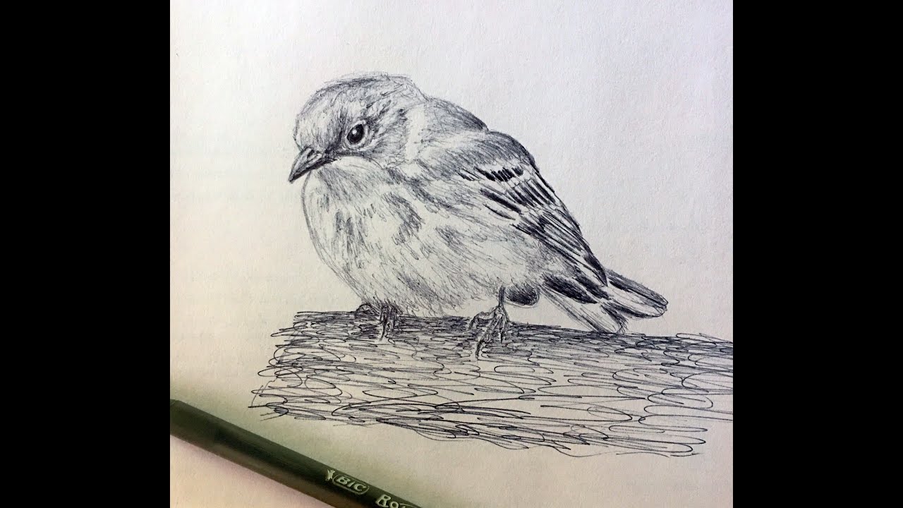 Pine Warbler. How to draw a Pine Warbler. Easy Line Drawing Sketch of a Pine Warbler