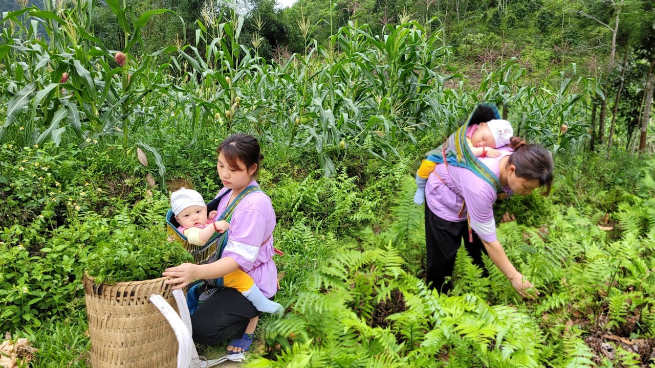 Single mother and children harvest vegetables to sell | Gi&agrave;ng thị sao