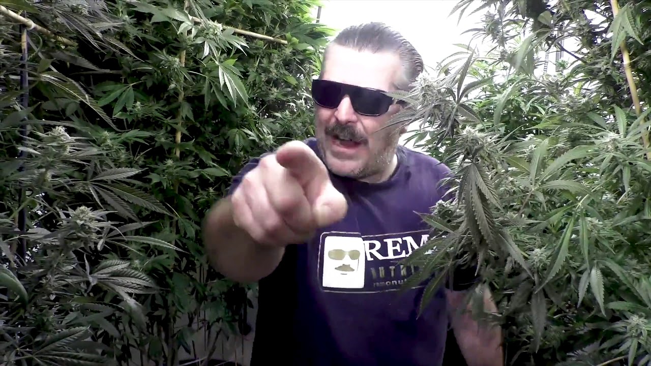 Urban Remo - East Coast Sour Diesel