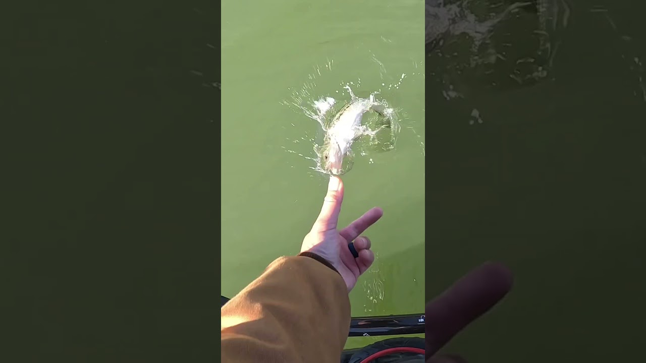 So much cooler in slow motion 