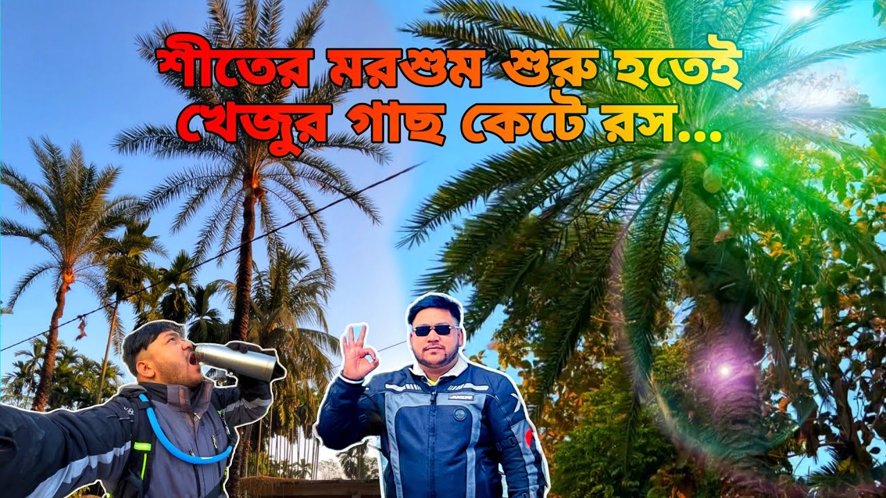 Khajur gacher Ras in gajoldoba 🌴শীতের মরশুম শুরু হতেই খেজুর গাছ কেটে রস...