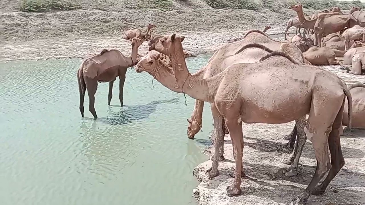 beautiful camel drinking water at a river | camel group siting near me river
