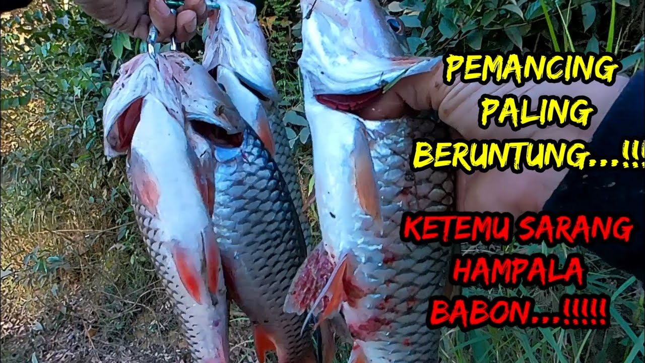 PANEN HAMPALA ||LOKASI MANCING HAMPALA TERBAIK..!!  CASTING HAMPALA BESAR DI BAWAH JEMBATAN