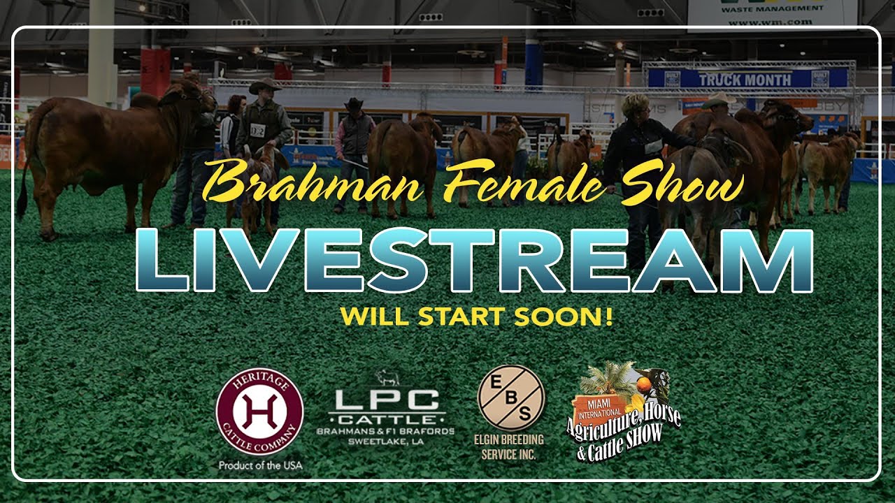 2022 HLSR Brahman Show - GROUP CLASSES