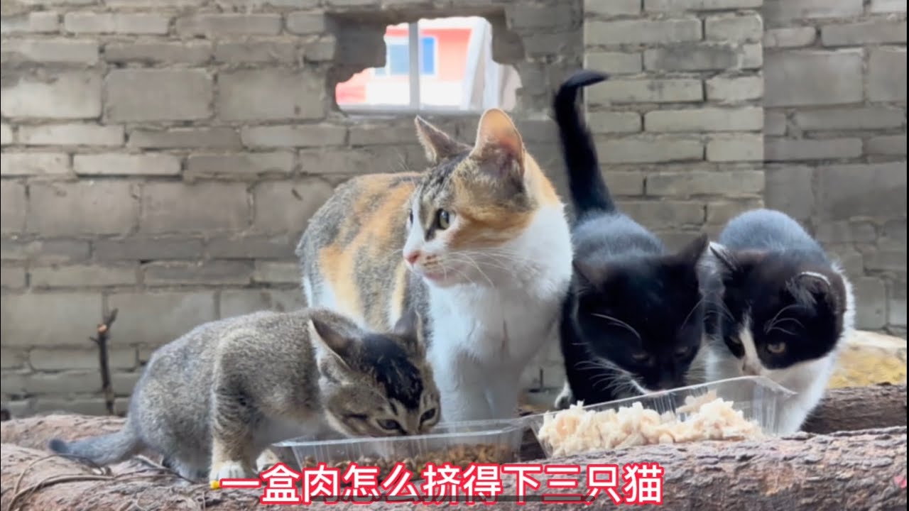 母猫到底有多爱小猫？不看不知道，可能有很多人类都自愧不如