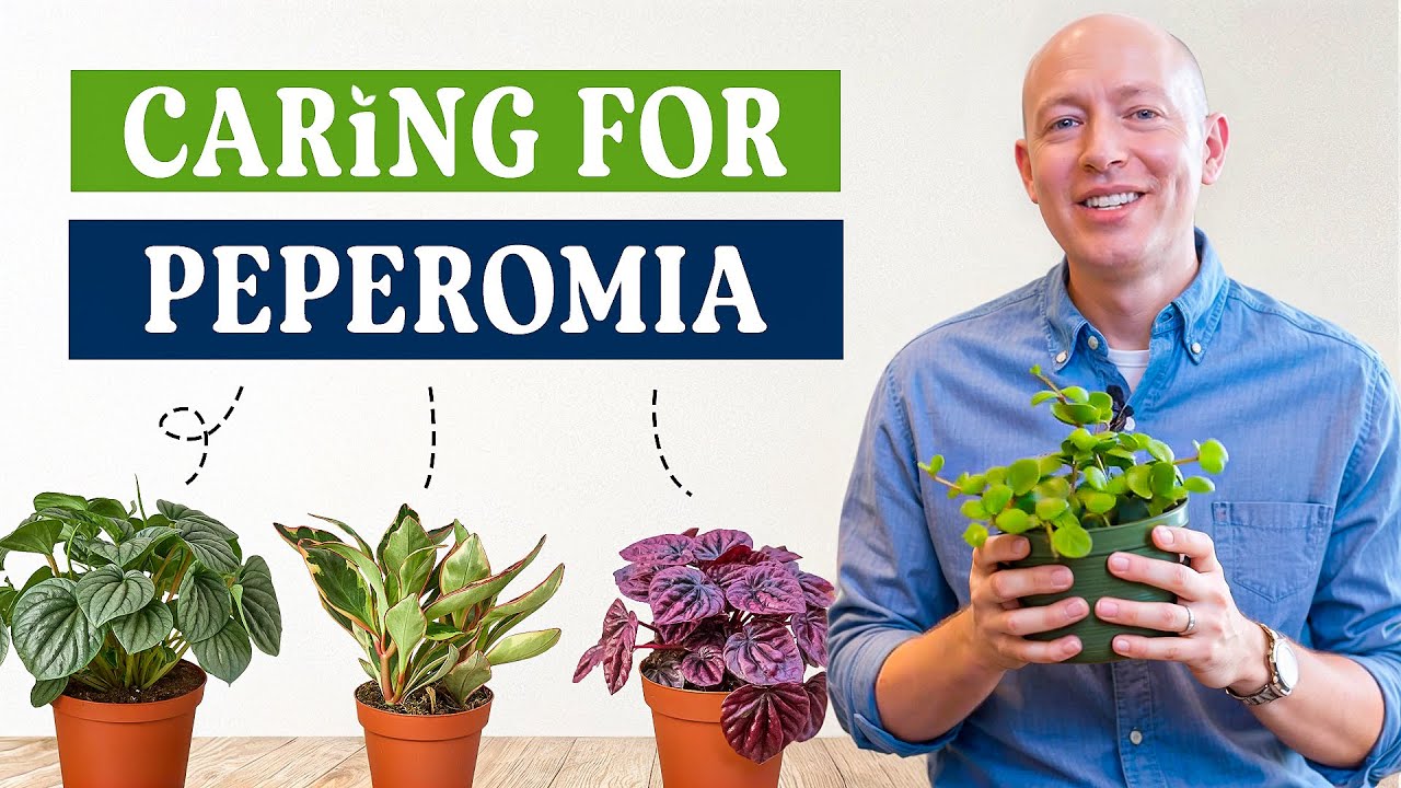 Peperomia Plant Care Guide | Light, Water, Soil, Fertilizer & Pet Safety Tips