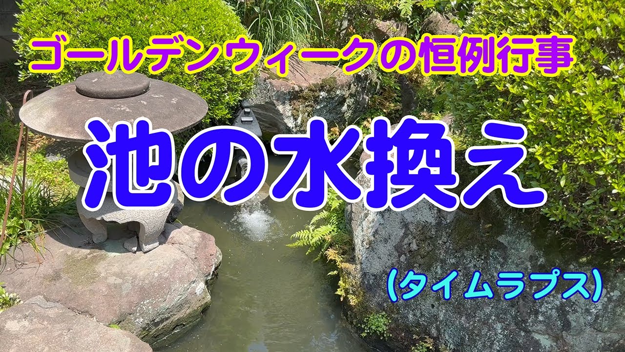 アクションカム映像　池の水換え 2025年5月3日撮影