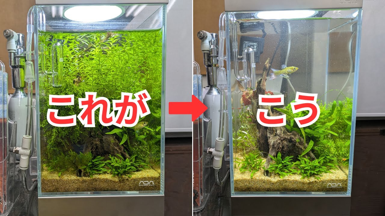 【ADAミニNAセットをメンテナンス】全体的にトリミングして換水
