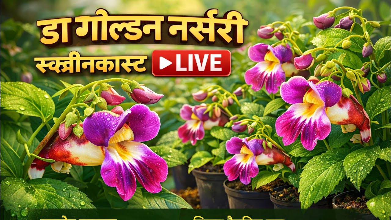 The golden nursery  is live!