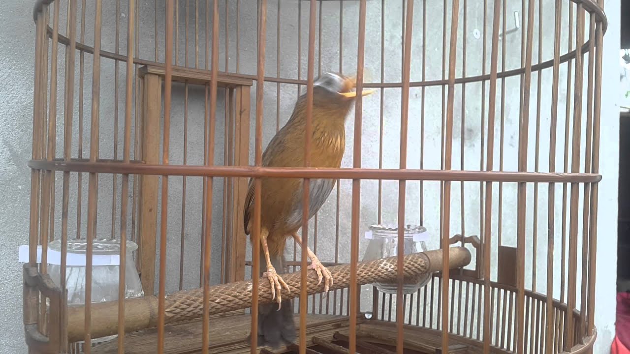 ngũ trường hót hay nhiều giọng mau mỏ giọng hay