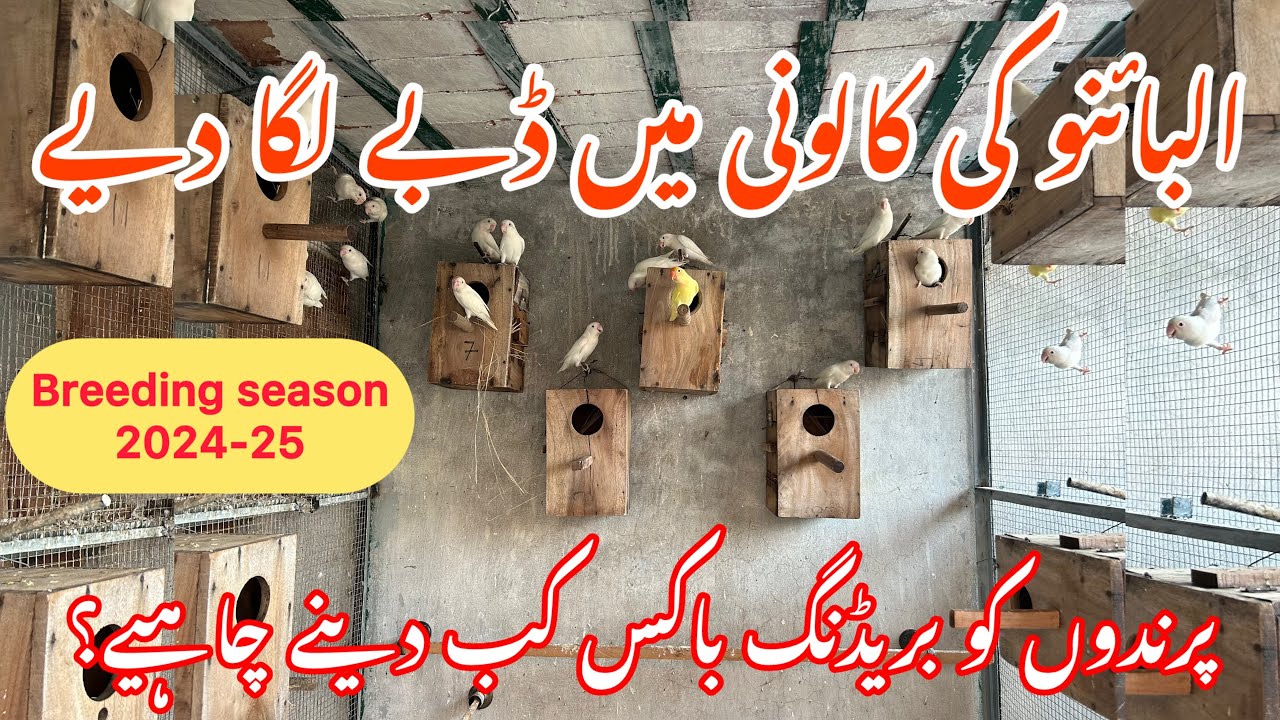 Lovebird Colony Main Box laga diye… Breeding Season 2024-25