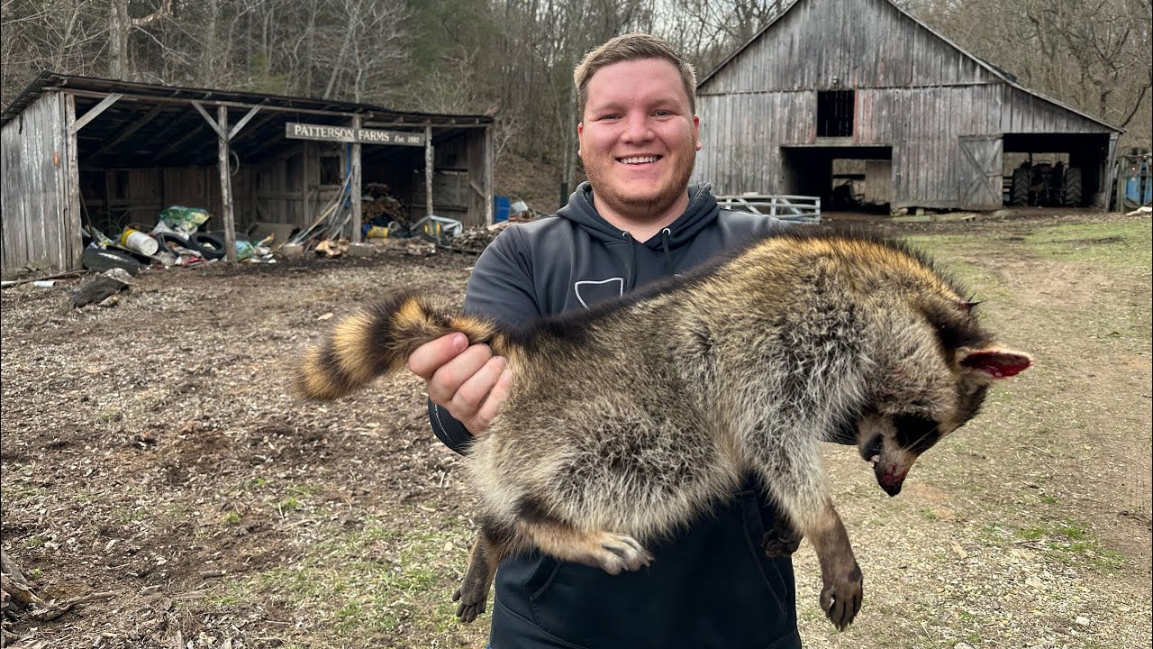CORN VS DOG FOOD Raccoon Trapping (Catch Clean Cook)