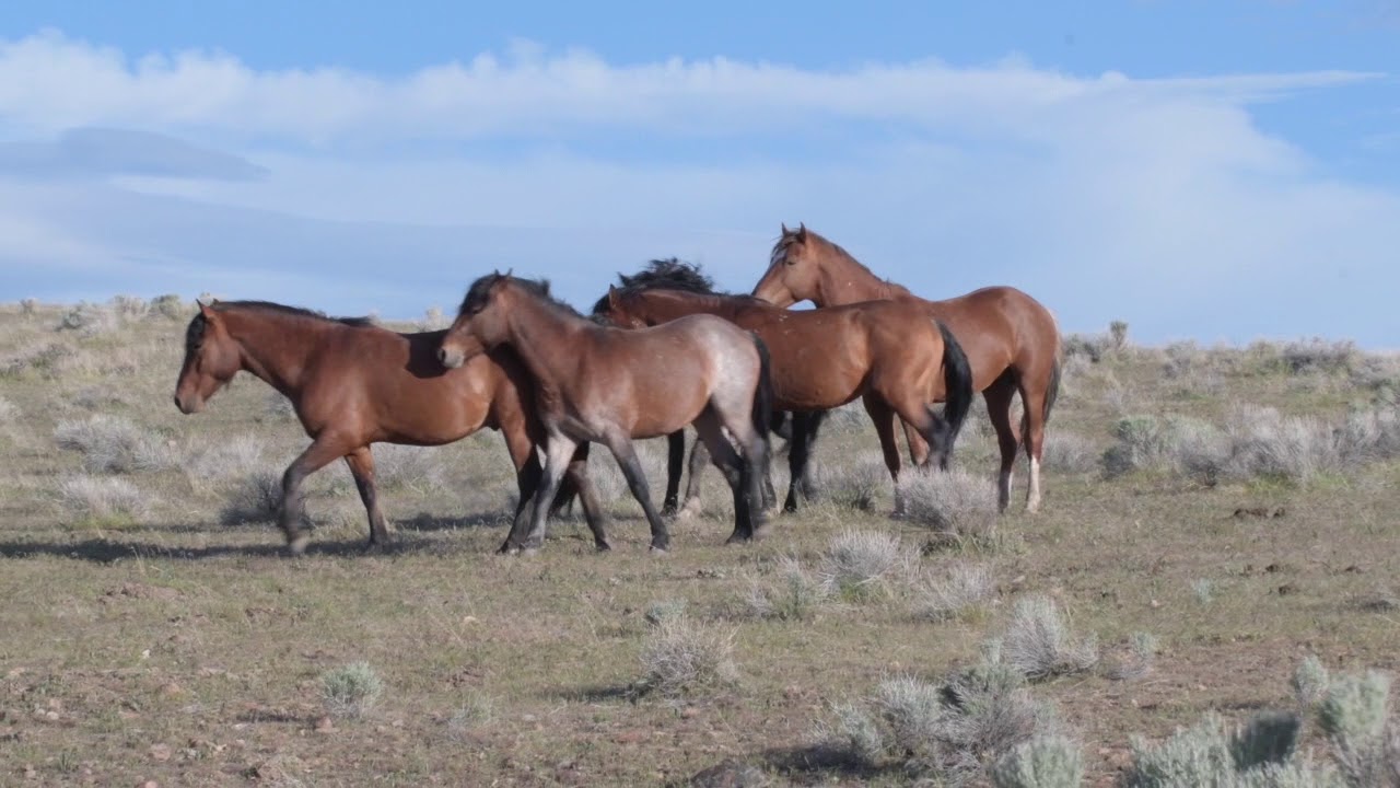 Wild Horses