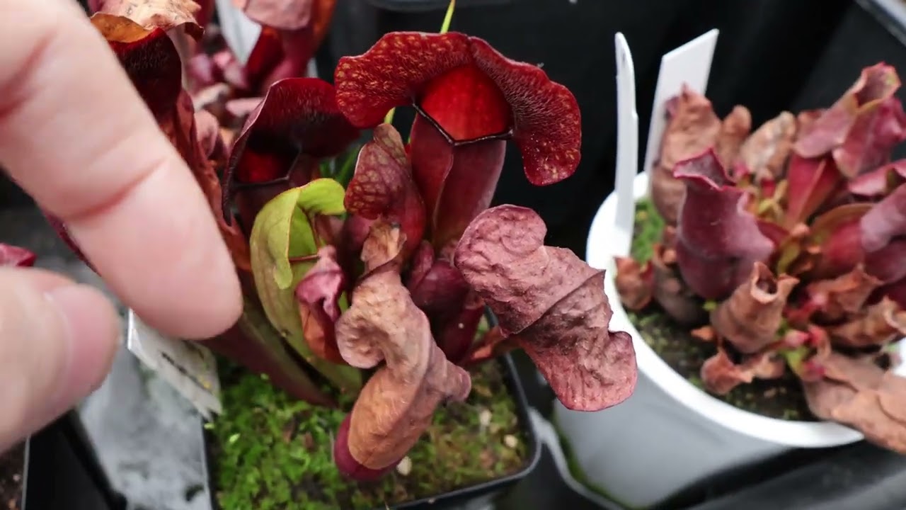 My Carnivorous Greenhouse with New Canon R50V Upgrade for 2026 Excellent Sarracenia Winter Colors