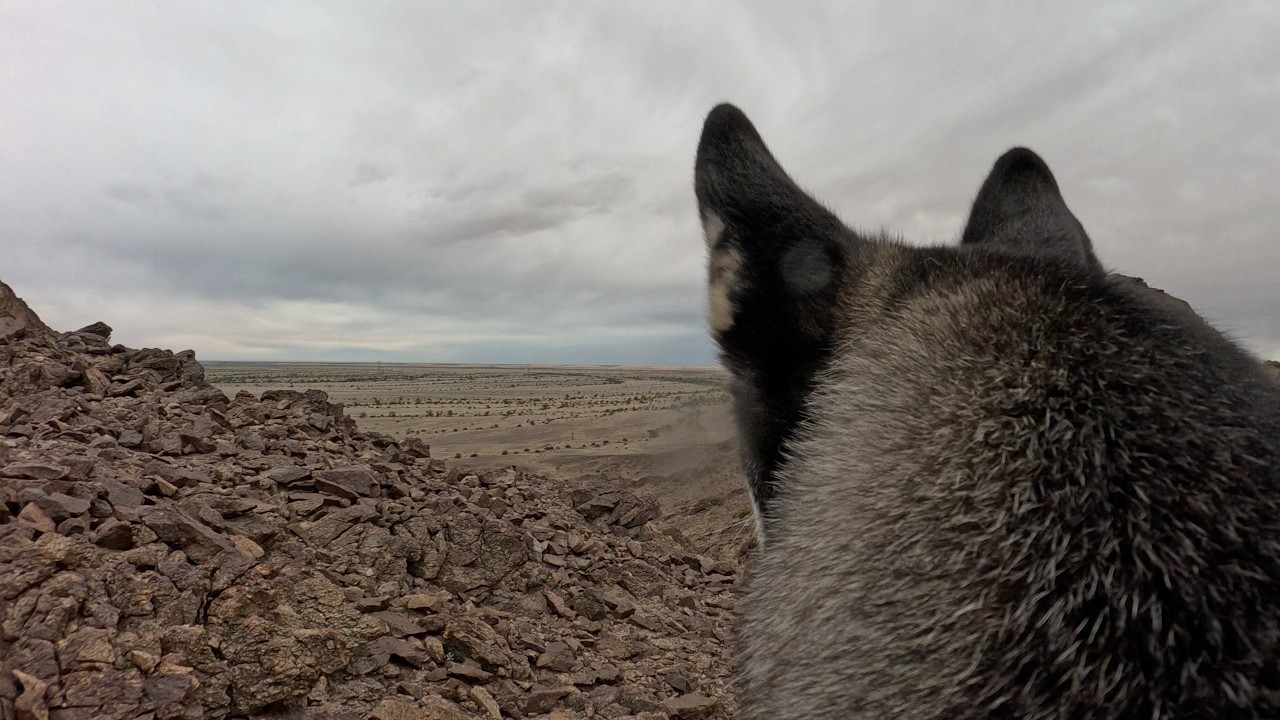 Luna Cam:  Luna climbs a hill  |  Feb 2026