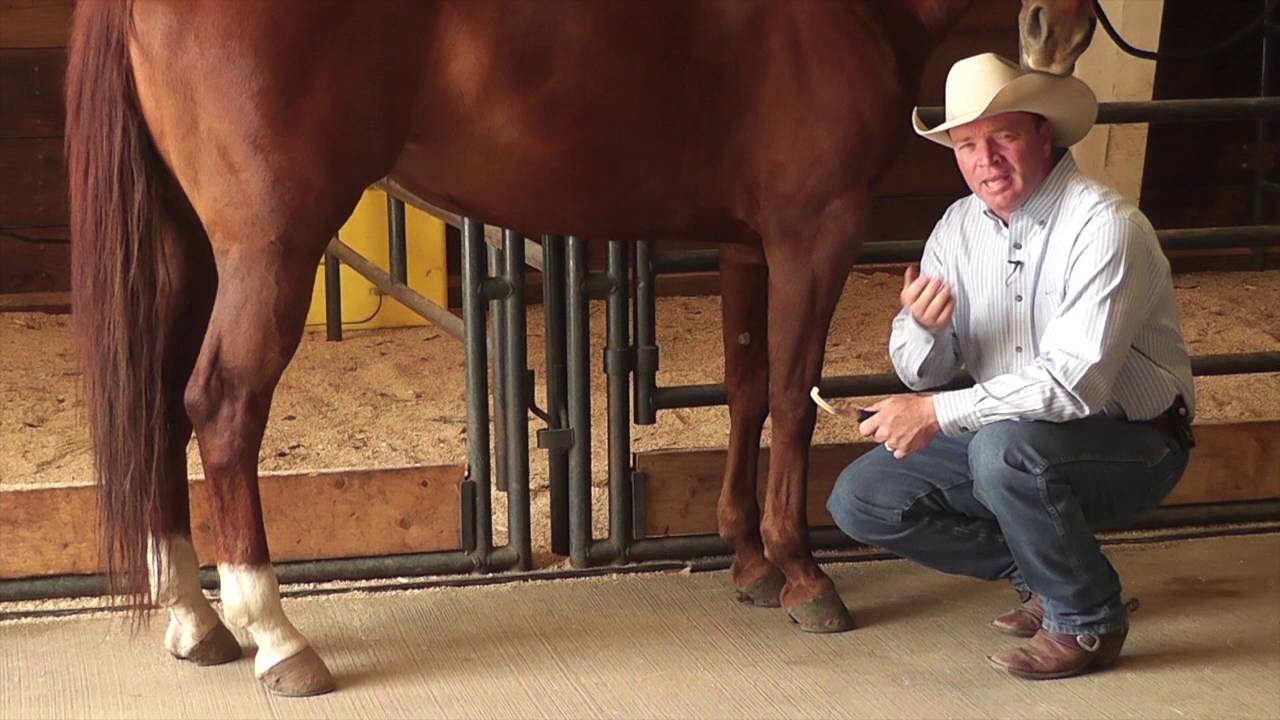 Horse Bot Fly Egg Removal Using a Bot Fly Knife