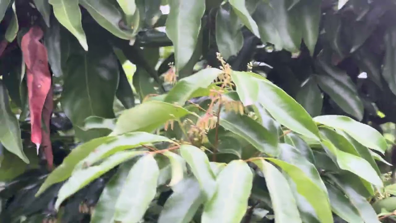 Vải năm nay lại mất mùa rồi ai được cố giữ nha