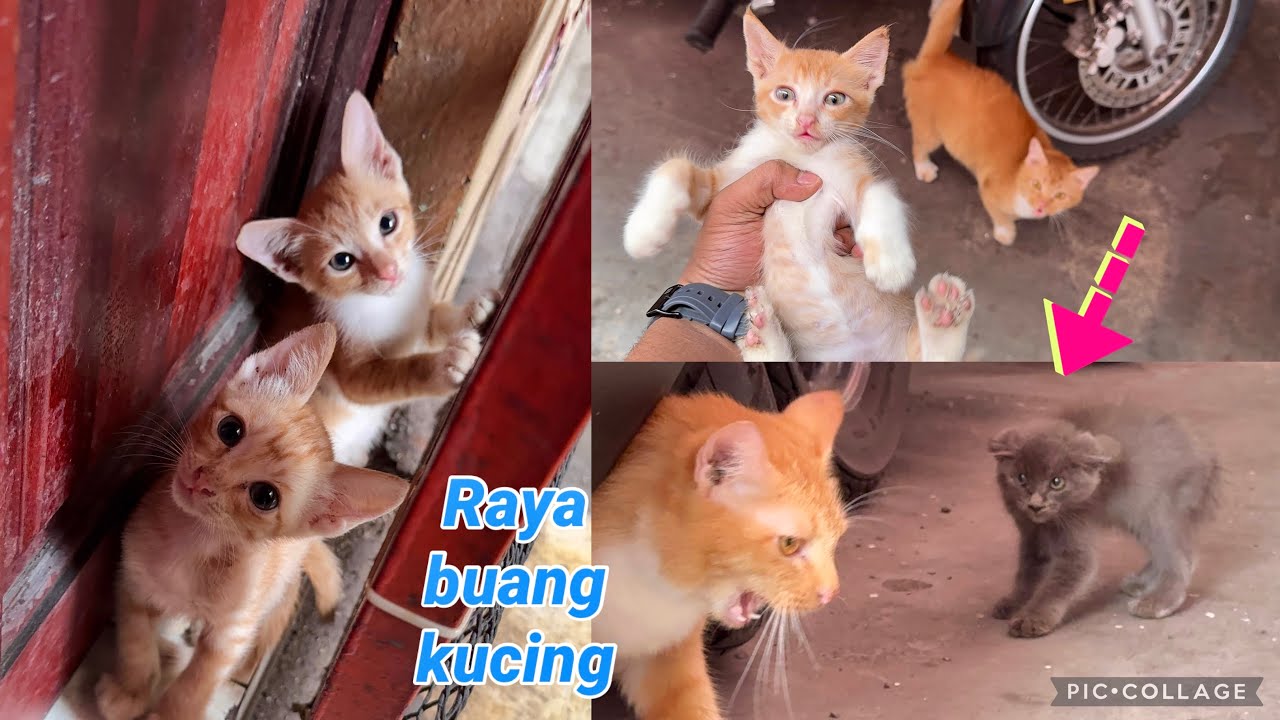 Sedih nasib kucing yang dibuang😔Trend Raya || Heartbreaking cats being abandoned #catvideos #anak 