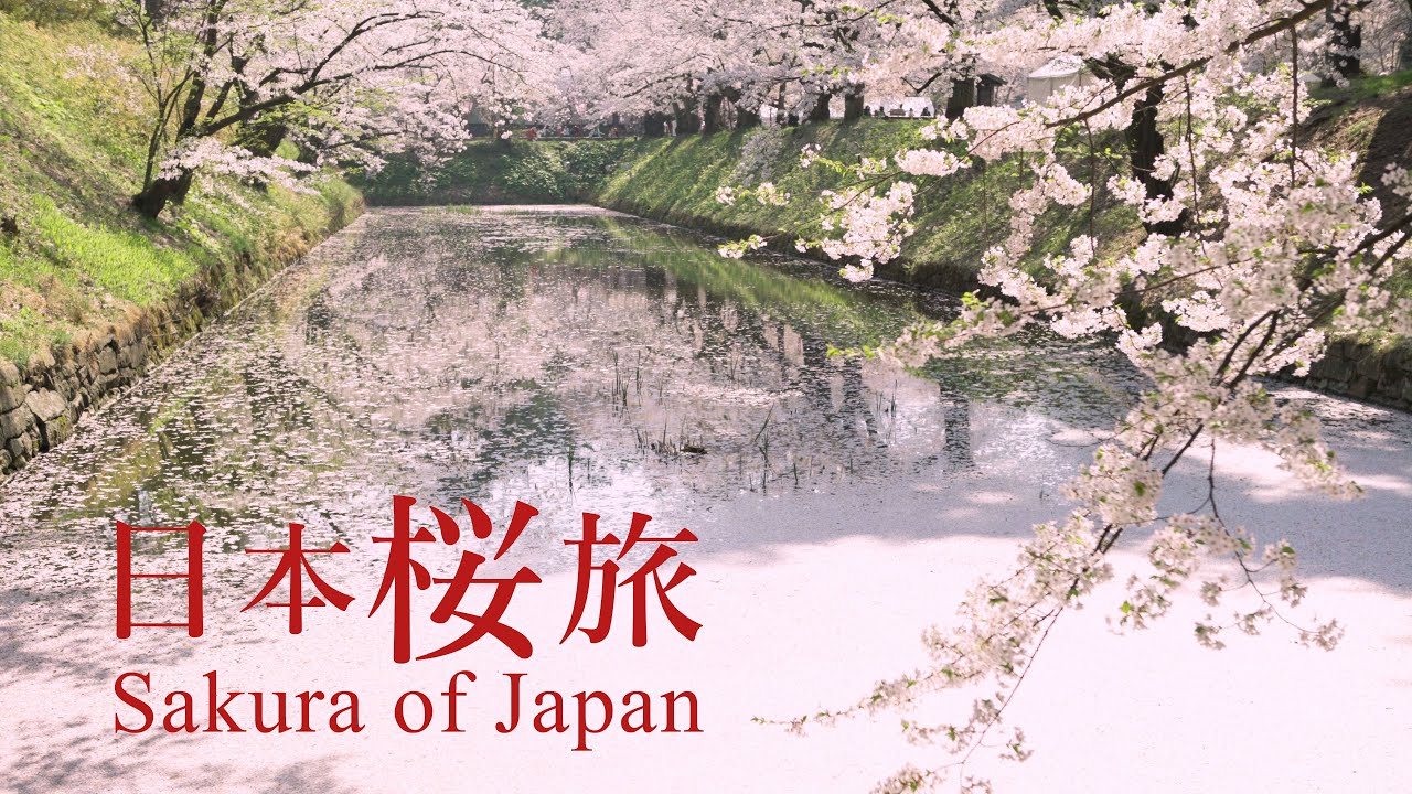 日本桜旅フルバージョン　Sakura of Japan