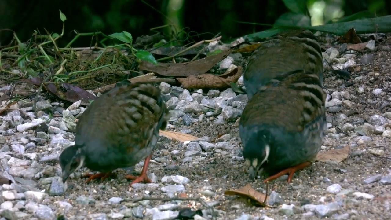 Malayan Partridge