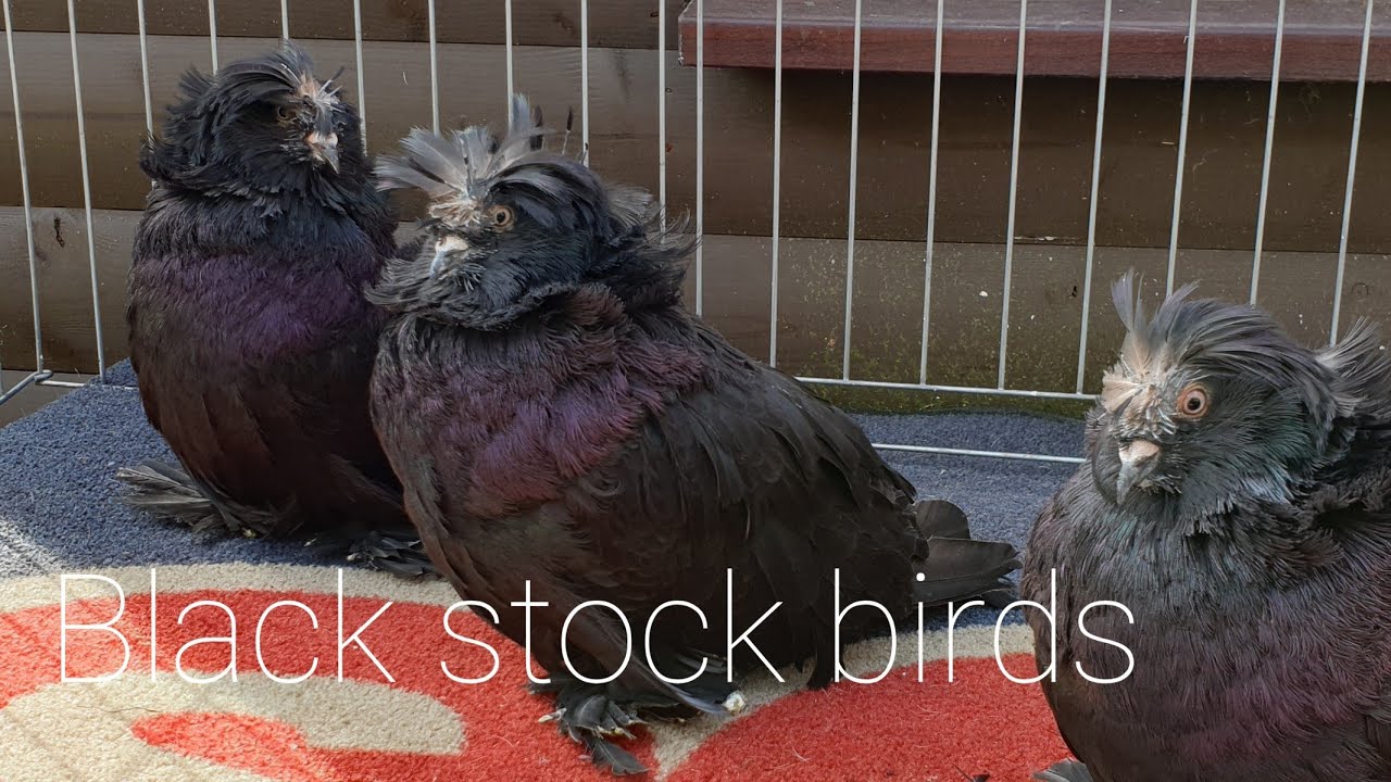 Bokhara stock birds