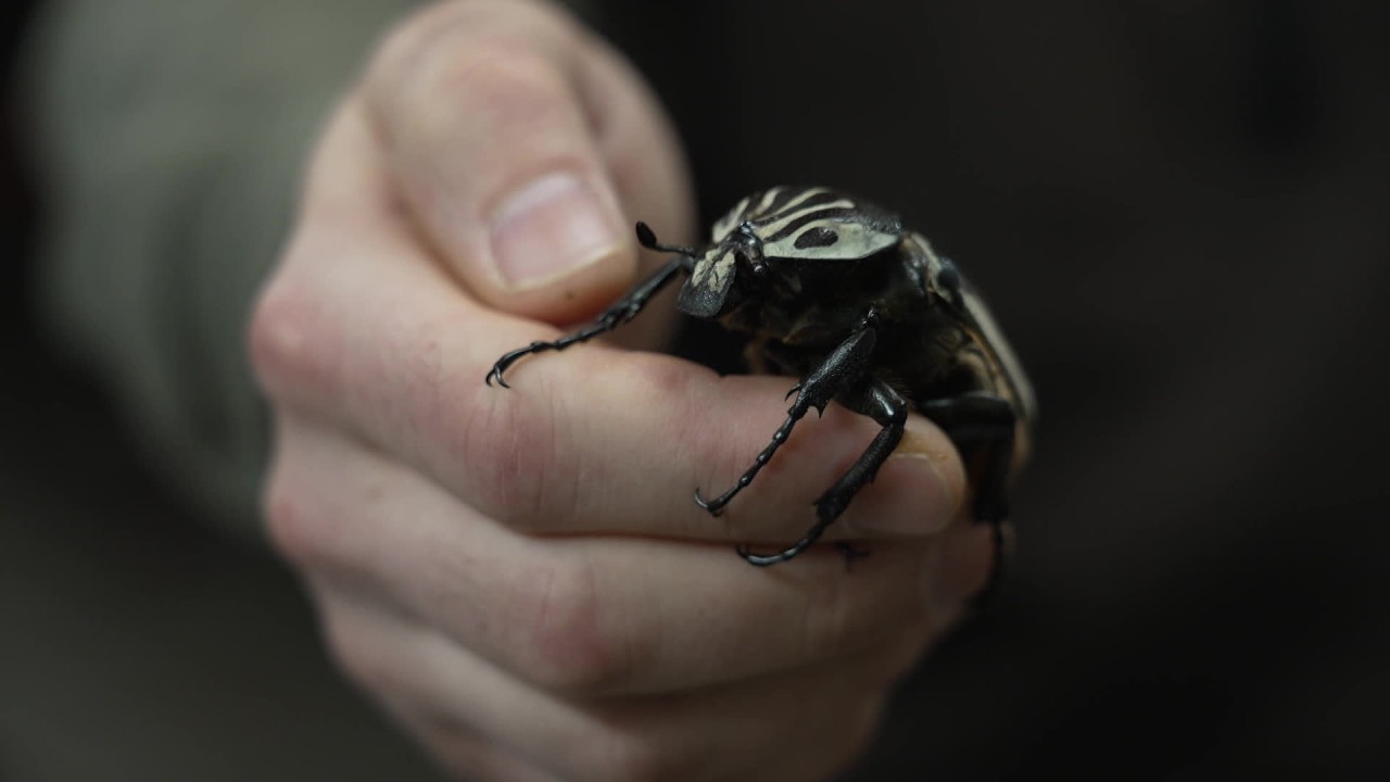 Réouverture de Micropolis, attraction aveyronnaise entièrement dédiée aux insectes