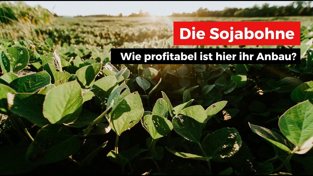Soja -  Wie profitabel ist der Anbau von Soja in Deutschland?