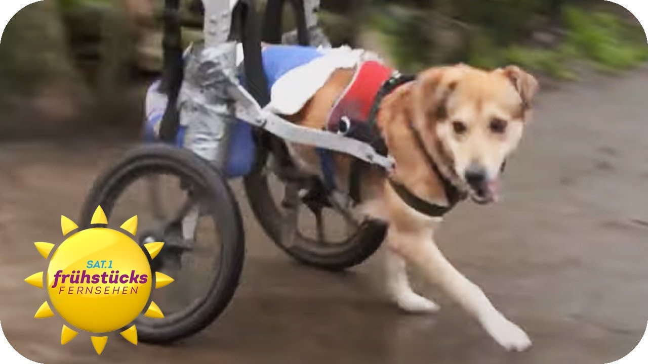 Handicap-Tiere: Hier führen sie ein glückliches Leben! | SAT.1 Frühstücksfernsehen