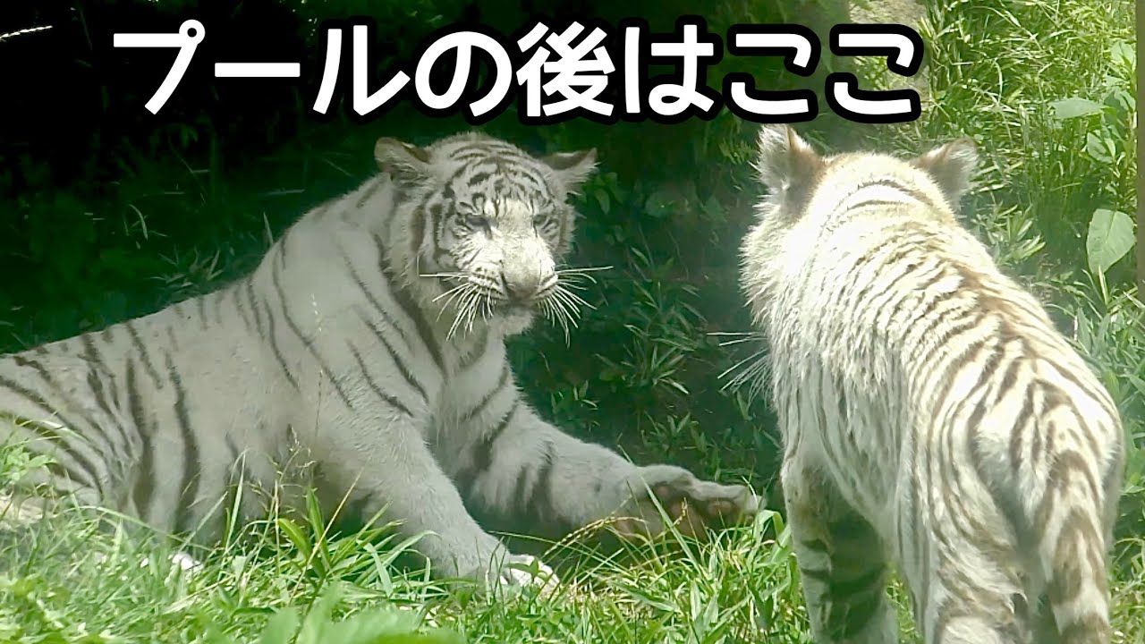ホワイトタイガー　ツキとシグレ　プールの後は櫓の下へ【伊豆アニマルキングダム】White tiger Tsuki-chan Shigure-kun Izu Animal Kingdom 