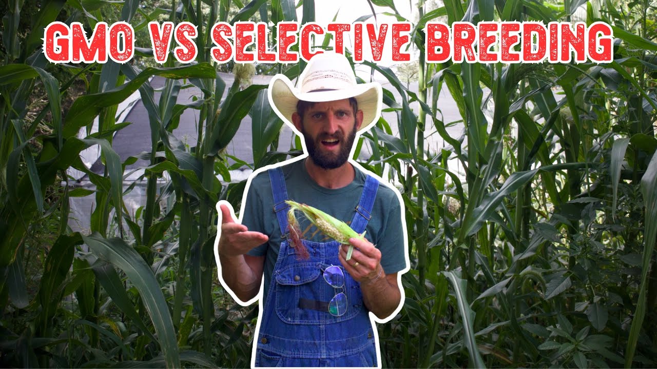 GMO vs Selective Breeding 