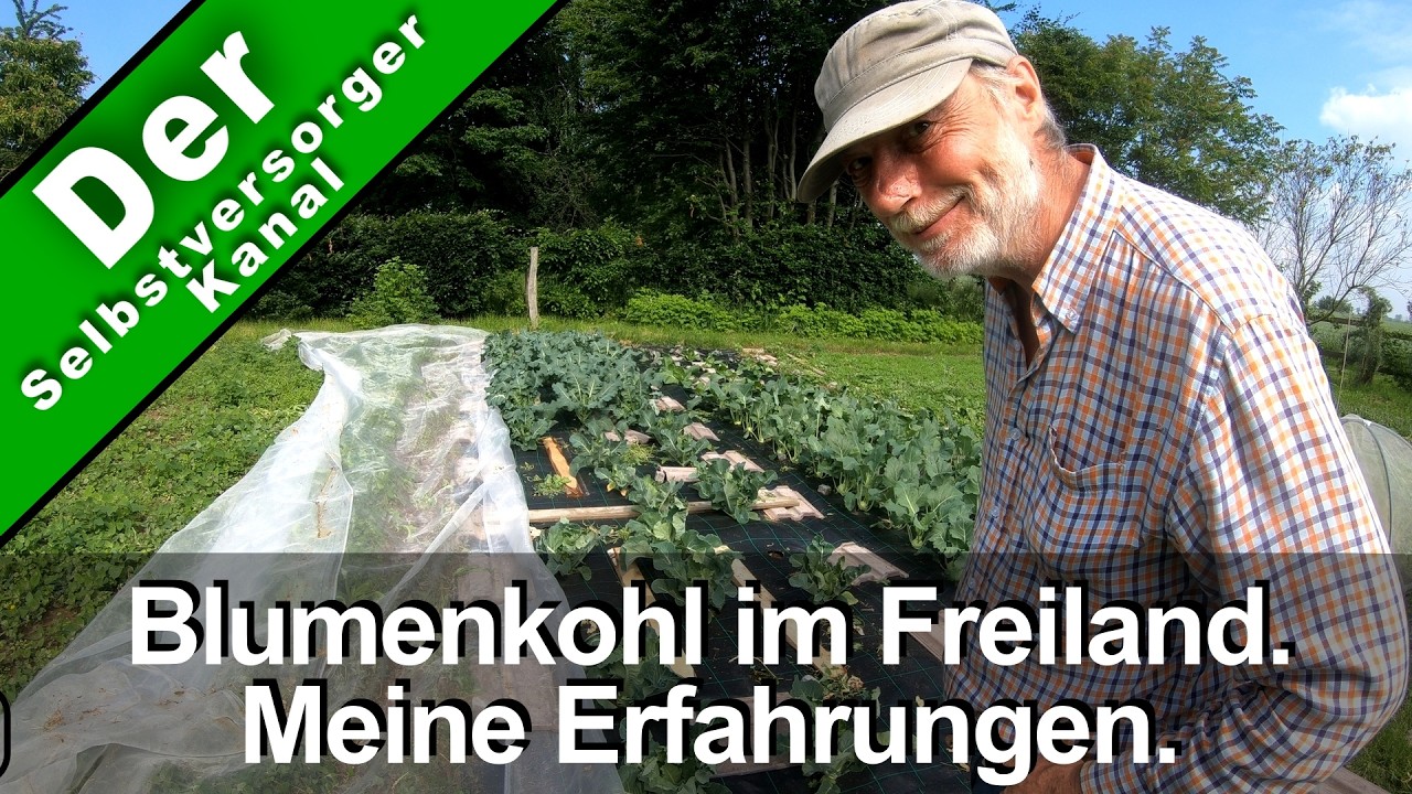 Blumenkohl im Freiland. Ich mache das nicht mehr.