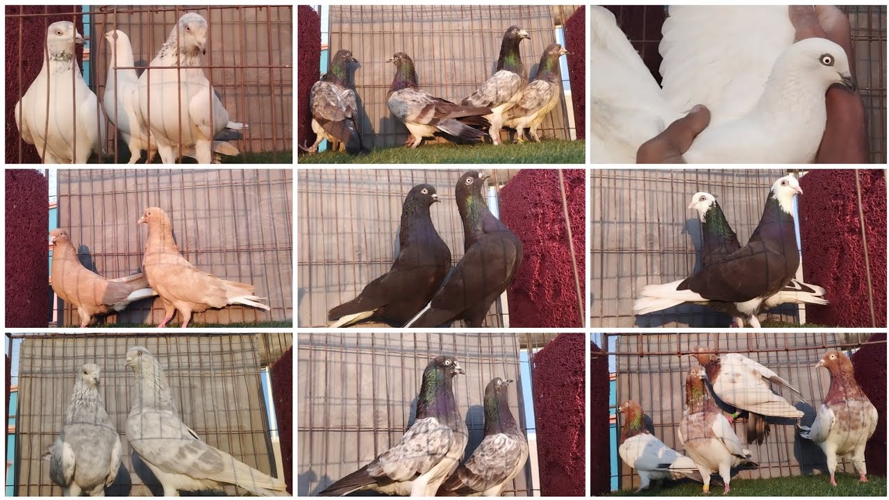 ভালো মানের  অল্প দামে কবুতর কিনুন ছাড়াছাড়ি লাইনের দেখার মত কবুতর কিনুন 