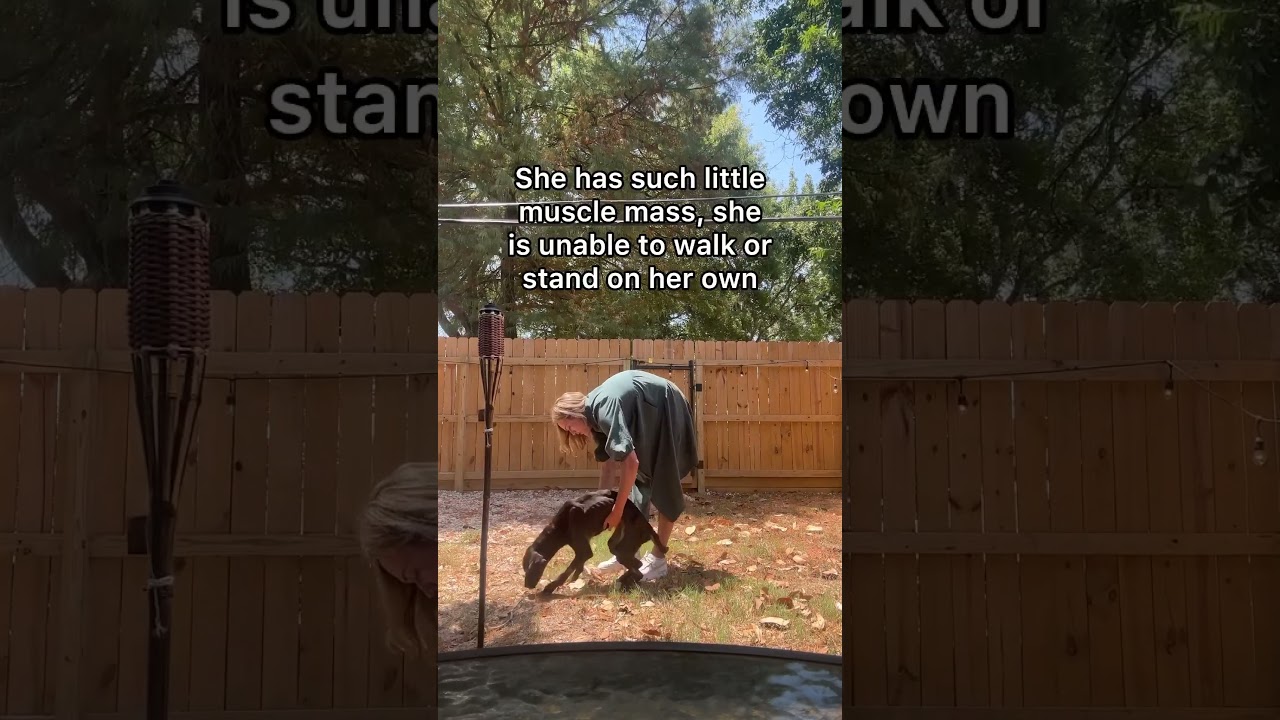 Dog Escapes Human Cruelty Nearly Being Starved to Death
