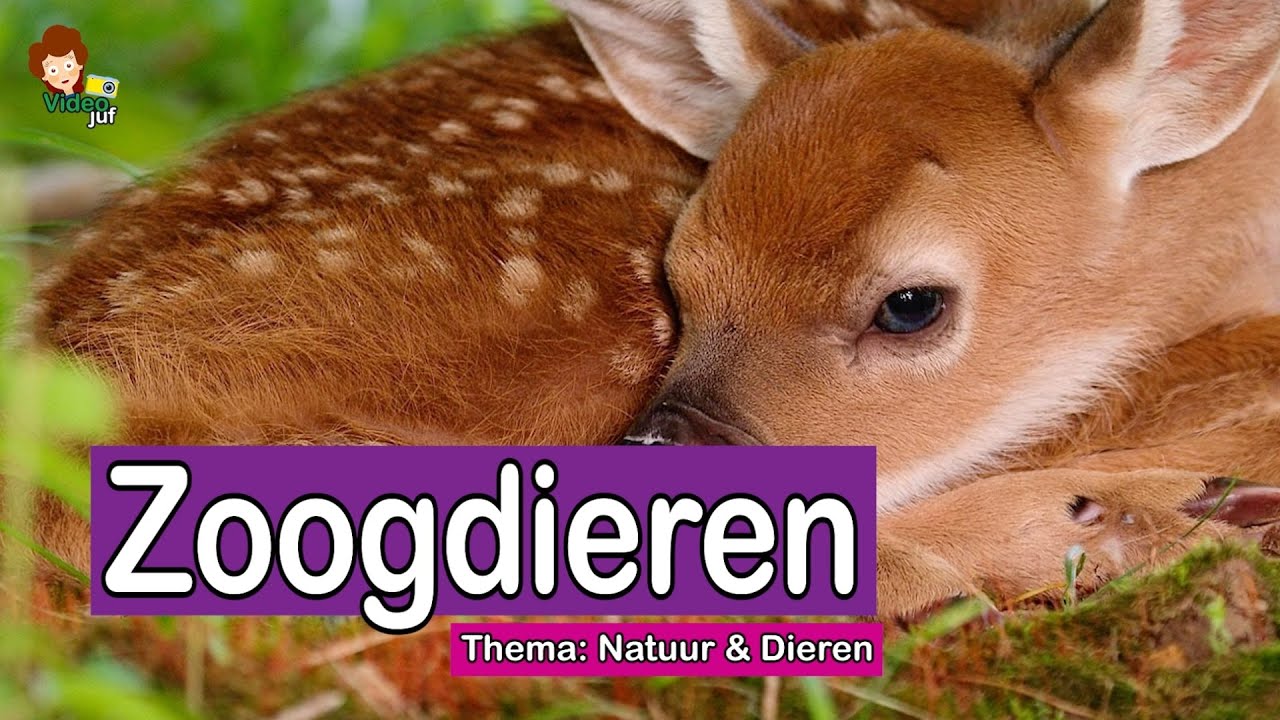 Zoogdieren