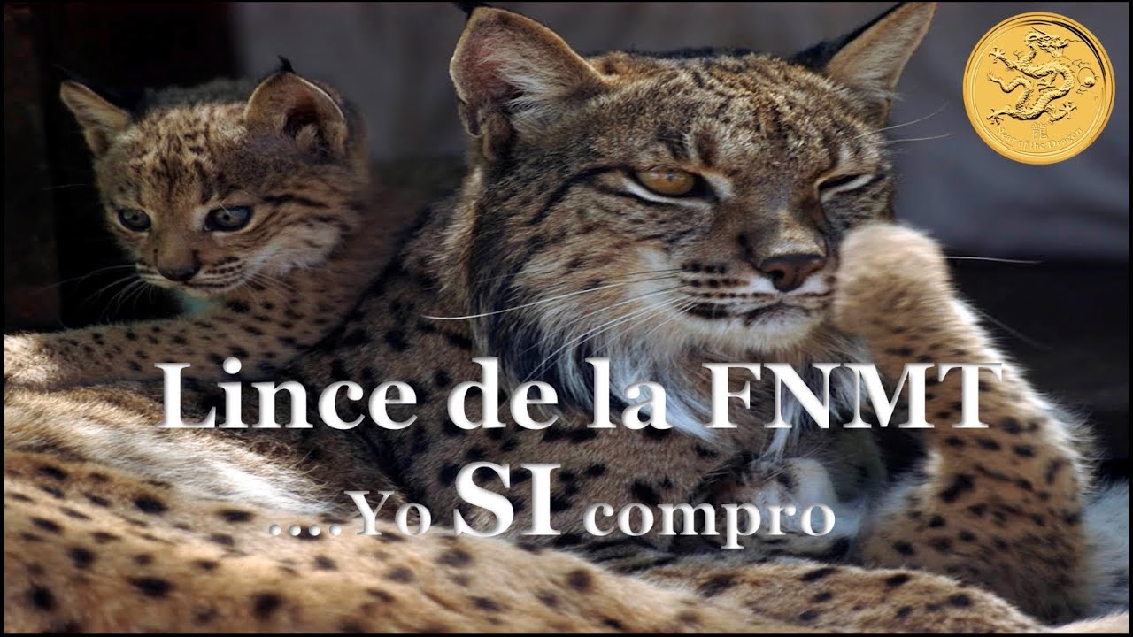 LINCE ORO: YO SI COMPRO