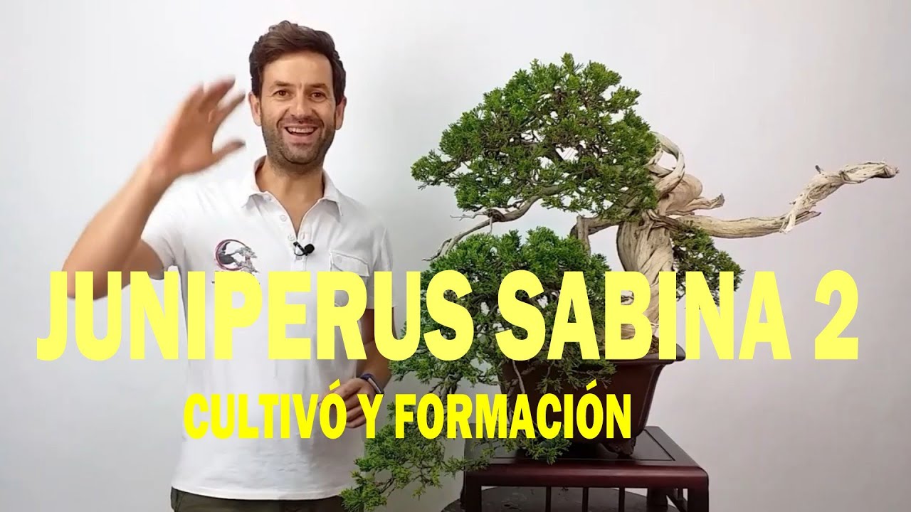 ✅✅✅JUNIPERUS SABINA en BONSÁI 2, CULTIVO Y FORMACIÓN