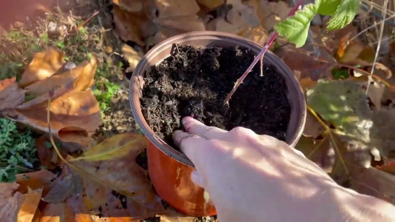 It’s Fall! Let’s Propagate Black Raspberries! ￼