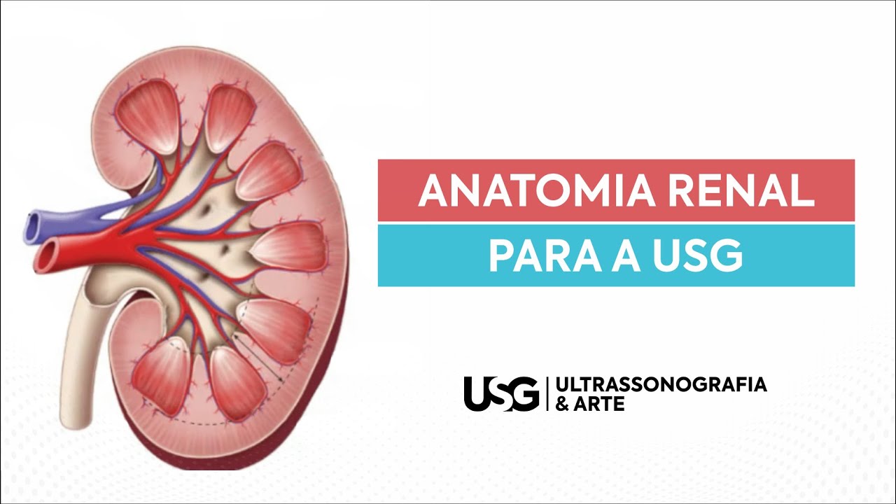 Estudo esquemático da anatomia renal e seu paralelo na ultrassonografia