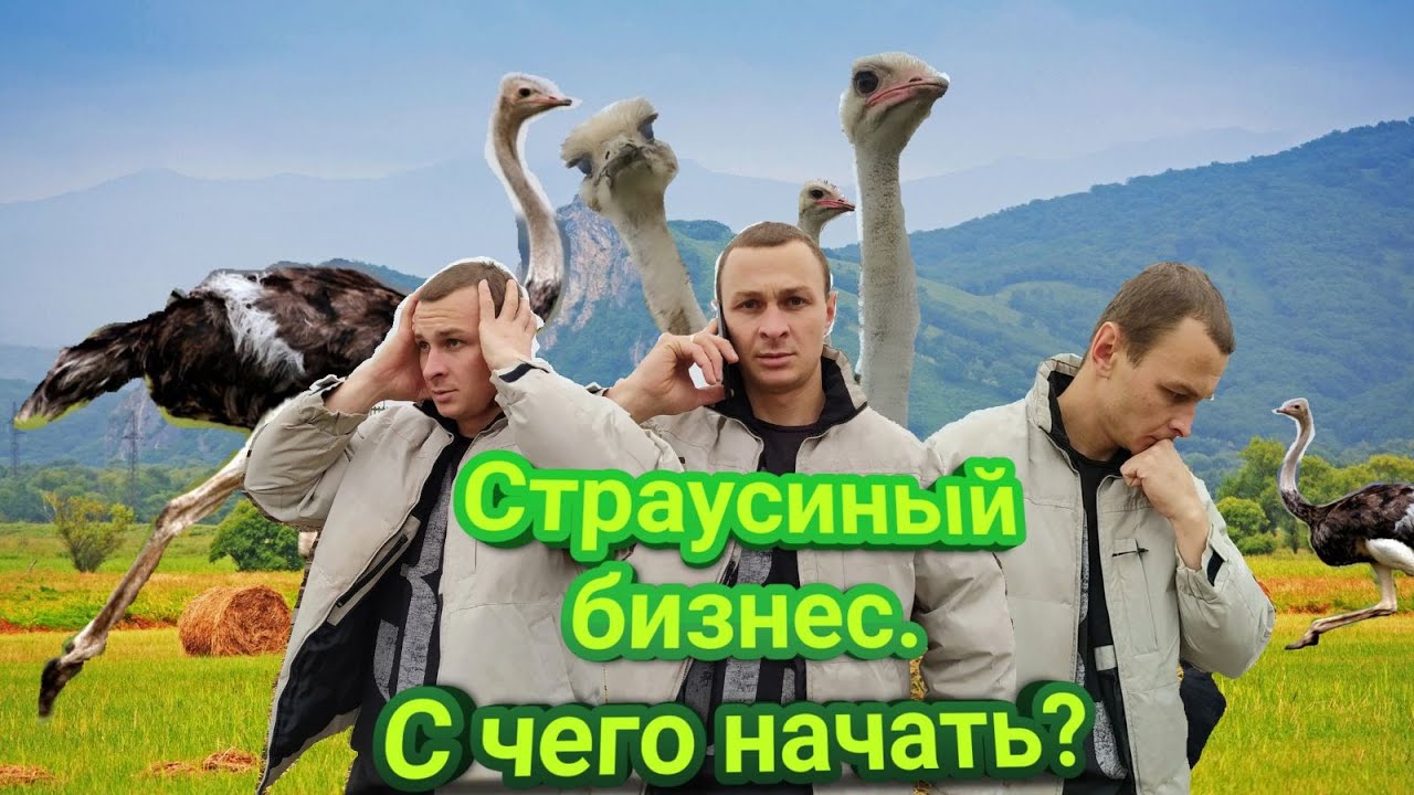 Всё о страусах. Стоит ли их выращивать?
