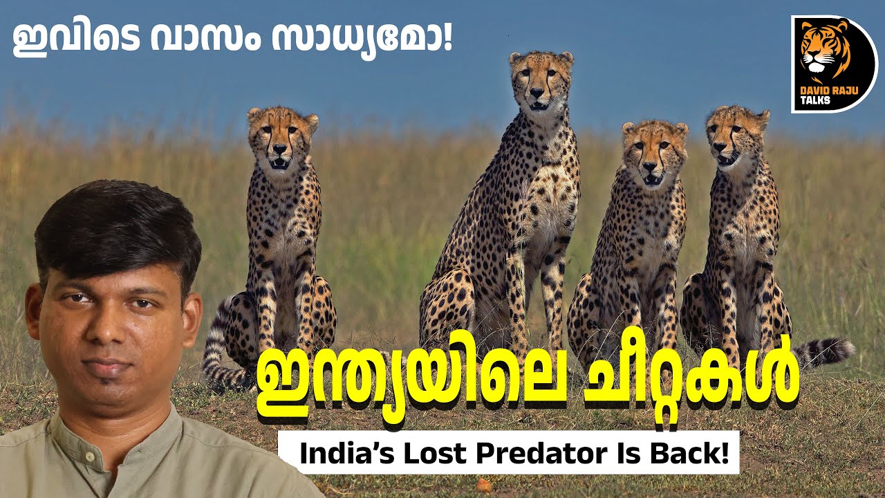 അതിജീവിക്കുമോ ഇന്ത്യയിലെ ചീറ്റകൾ?! Cheetahs in India; #davidrajutalks #wildlife #cheetah