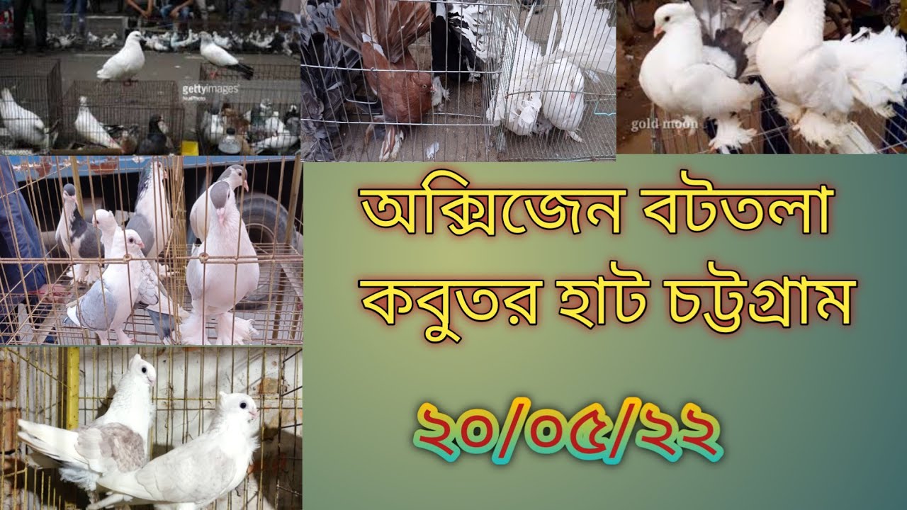 চট্টগ্রাম অক্সিজেন বটতলা কবুতর হাট।chittagong pigeon marketচট্টগ্রাম কবুতর হাট