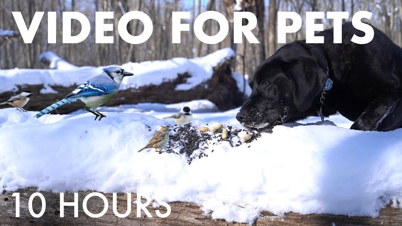 Cat TV for Pets to Watch 🐱 - 10 Hours of Birds, Squirrels and Forest Friends - Jan 26, 2026