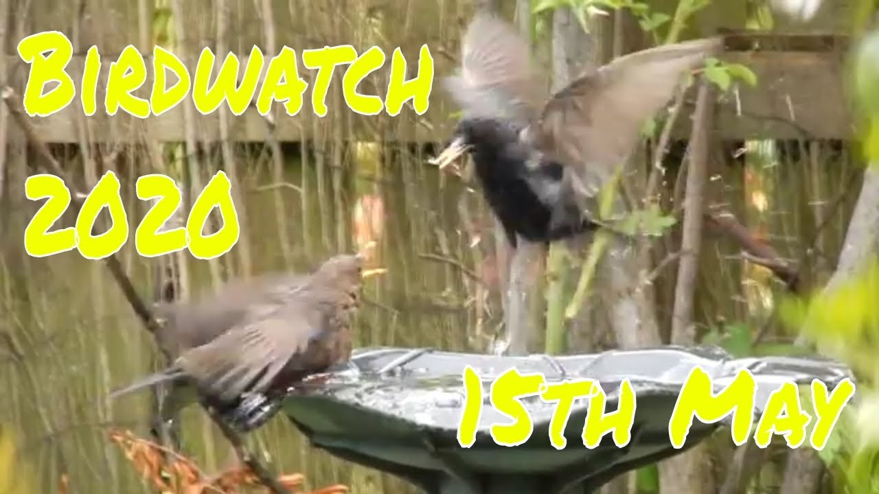 Birdwatch Cam. UK Garden Birds. May 2020