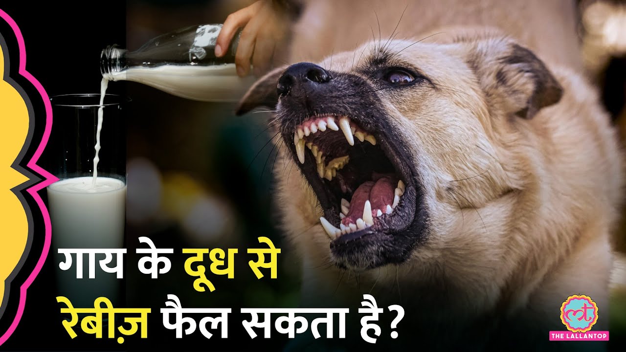 Rabies सिर्फ Dogs के काटने से नहीं, Cow Milk से भी हो सकता है!
