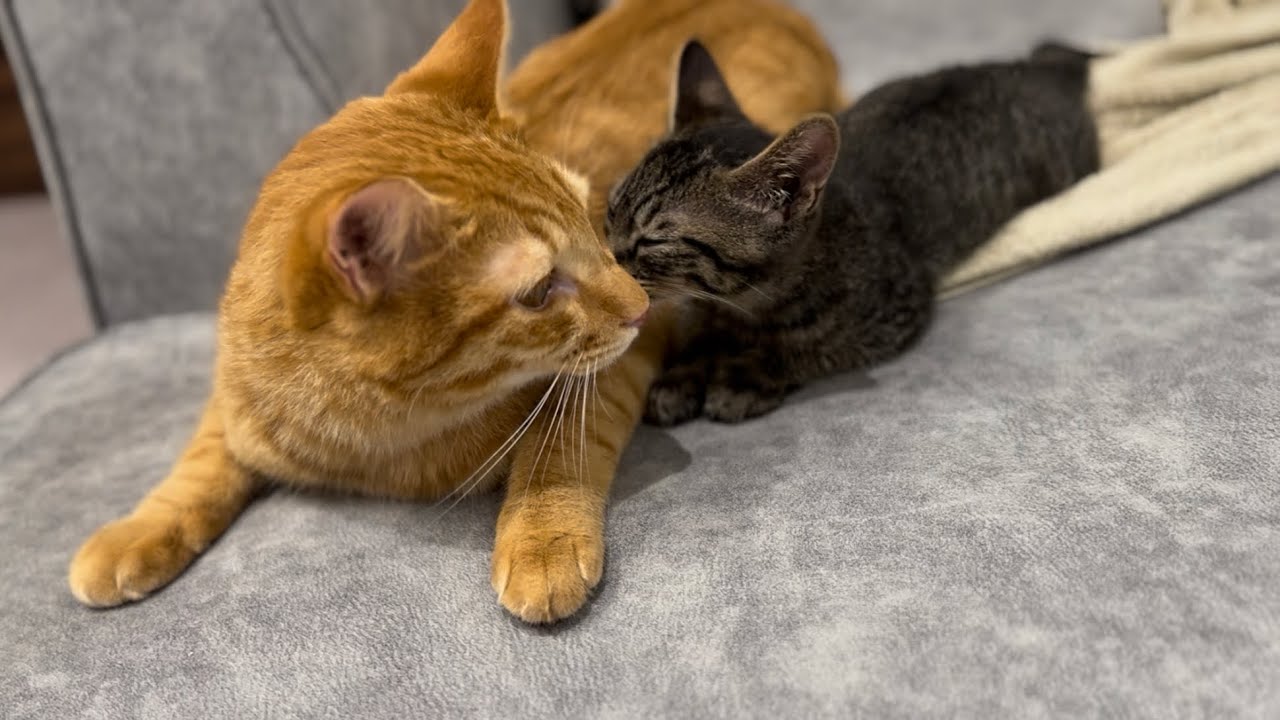 超甘えん坊の先住猫が新入りの子猫と対面したらまさかの展開に...【とらまる】