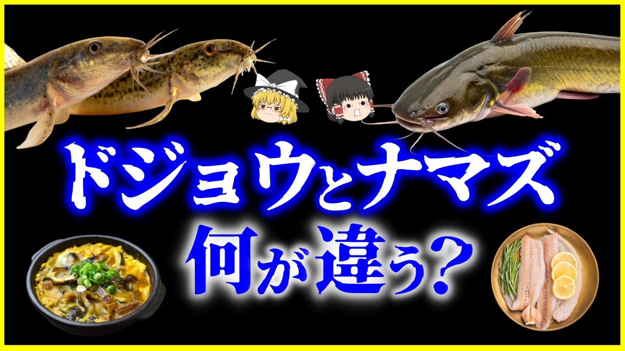 【ゆっくり解説】淡水魚の進化の謎…ドジョウとナマズ、何が違う？を解説/ドジョウは小さいのに、なぜナマズは巨大化したのか？
